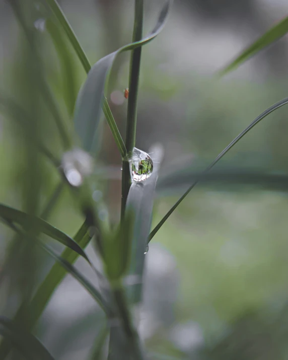 raindrops are hanging on the back of the leaves