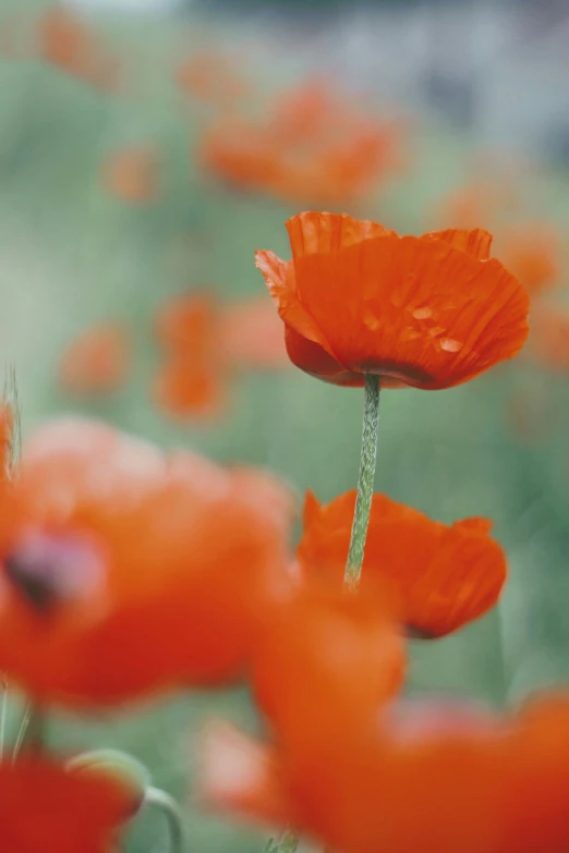 a field with an orange flower that is on the tall stem