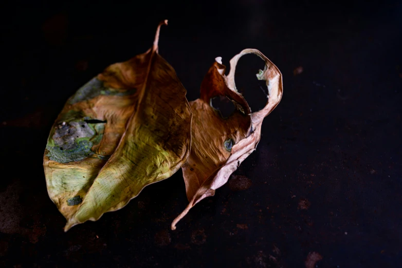 a small leaf with a ring sitting on top of it