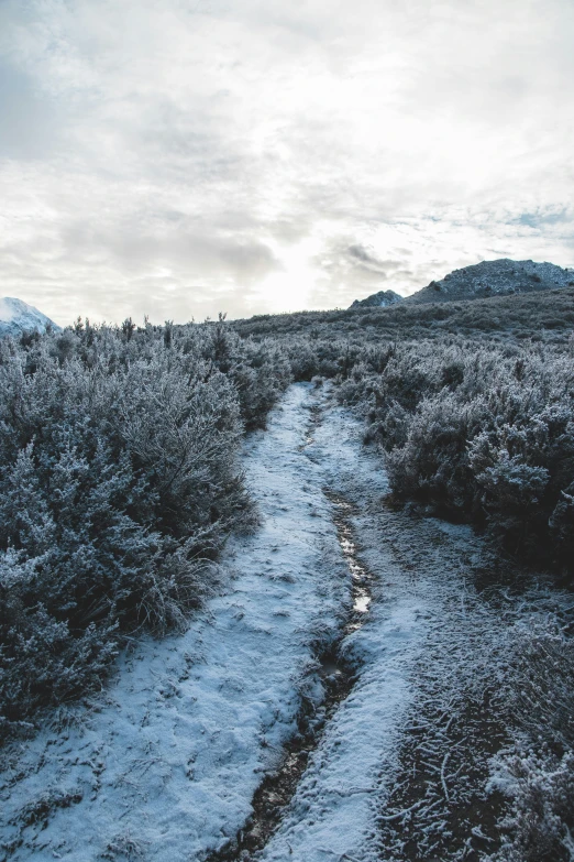 a trail going through the middle of the woods with snow