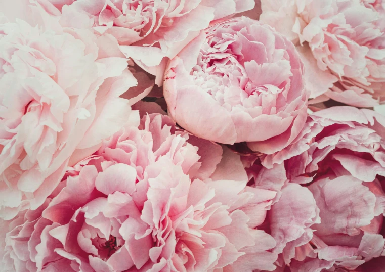 a pink background of flowers that resemble large, beautiful peonies