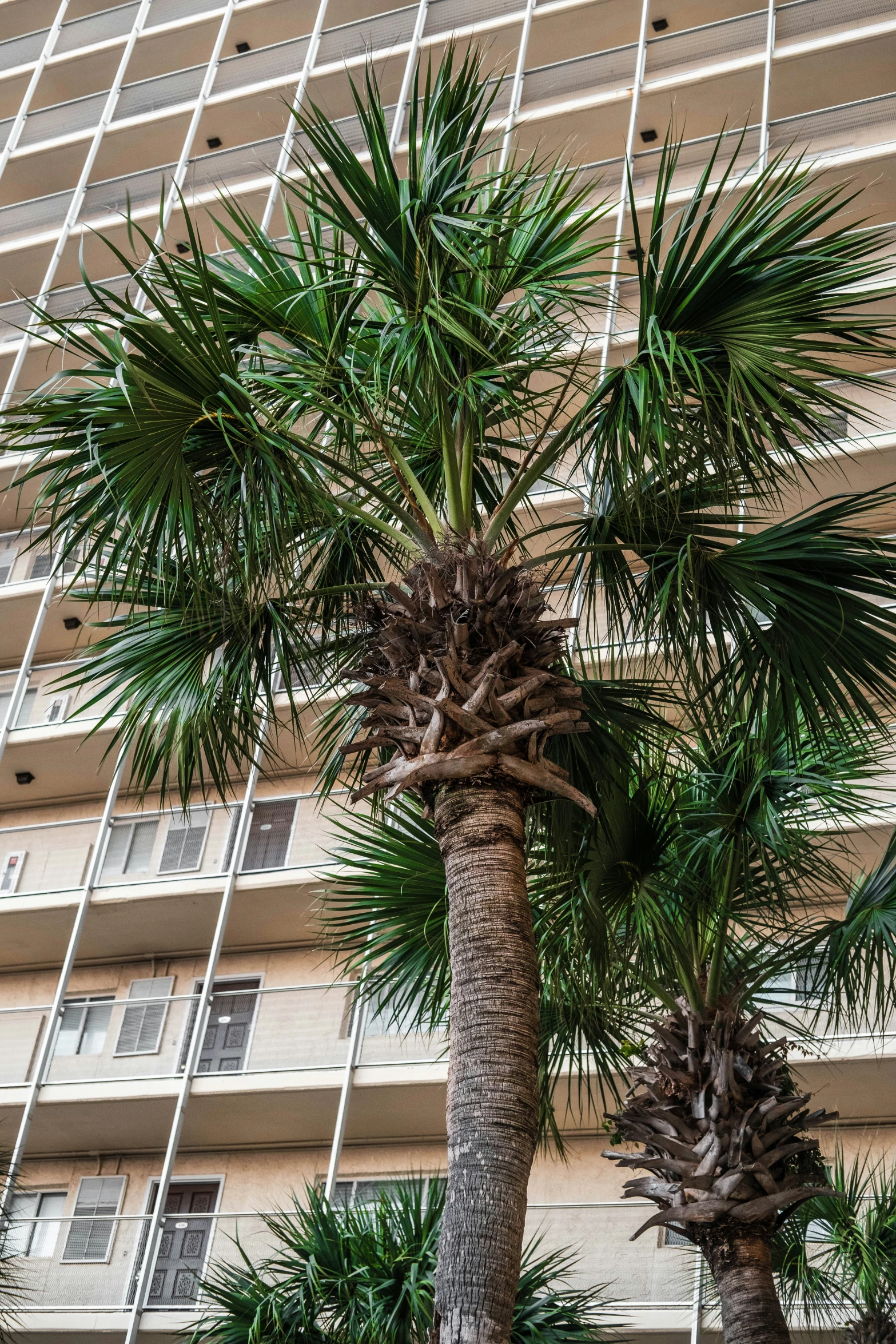 tall building with multiple balconies and palm trees near it