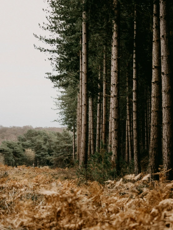 a large group of trees in a clearing