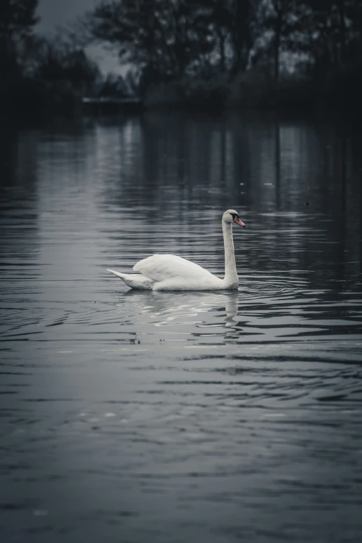 a lone swan swimming in the lake