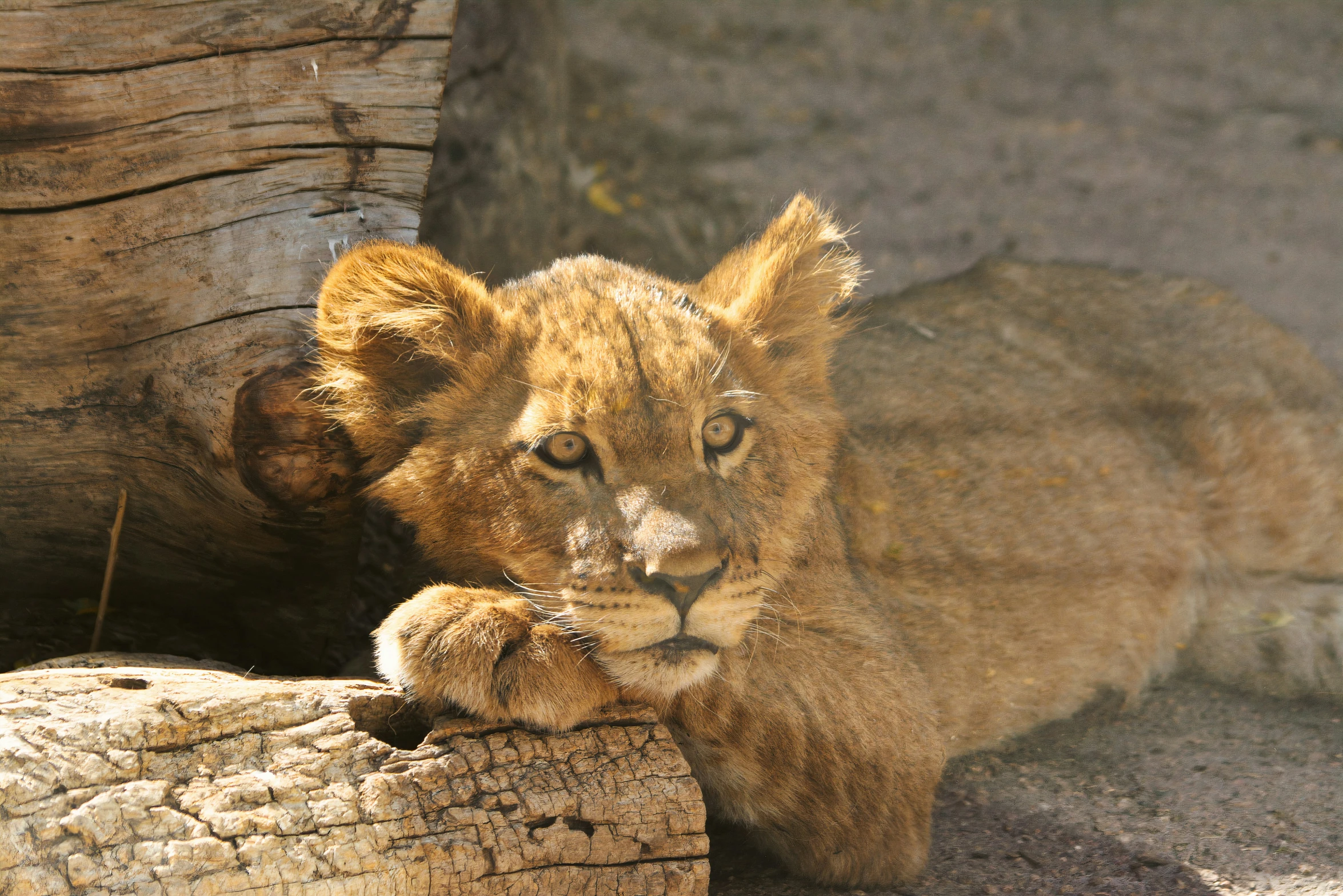 a young lion cub is laying on a log