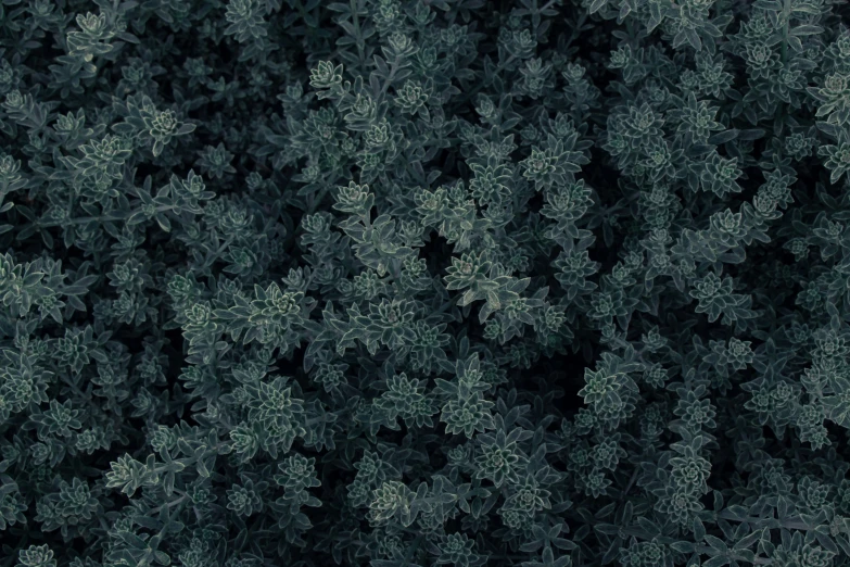 a very large tree filled with lots of leaves