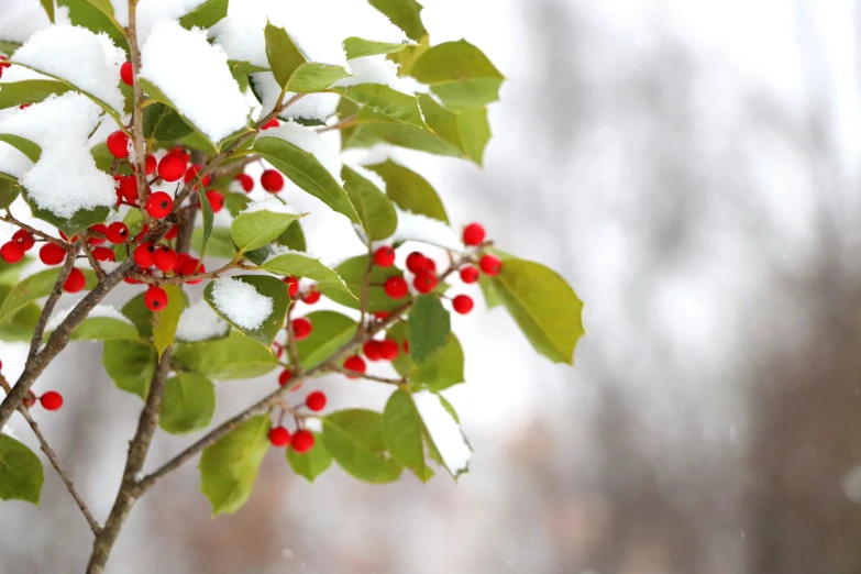 a nch with red berries and leaves on it's end is covered in snow