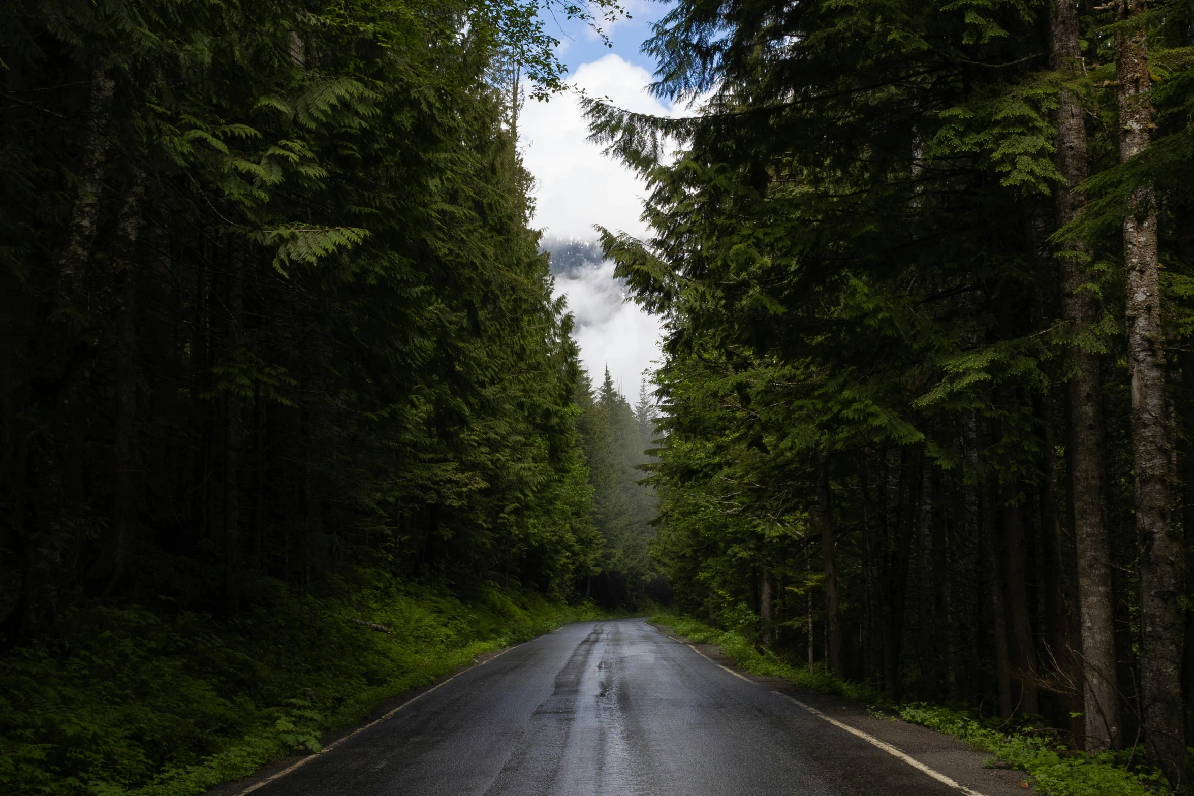 road surrounded by trees and other tall green trees