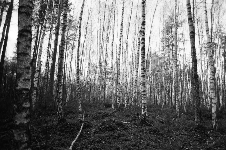 black and white po of trees in forest