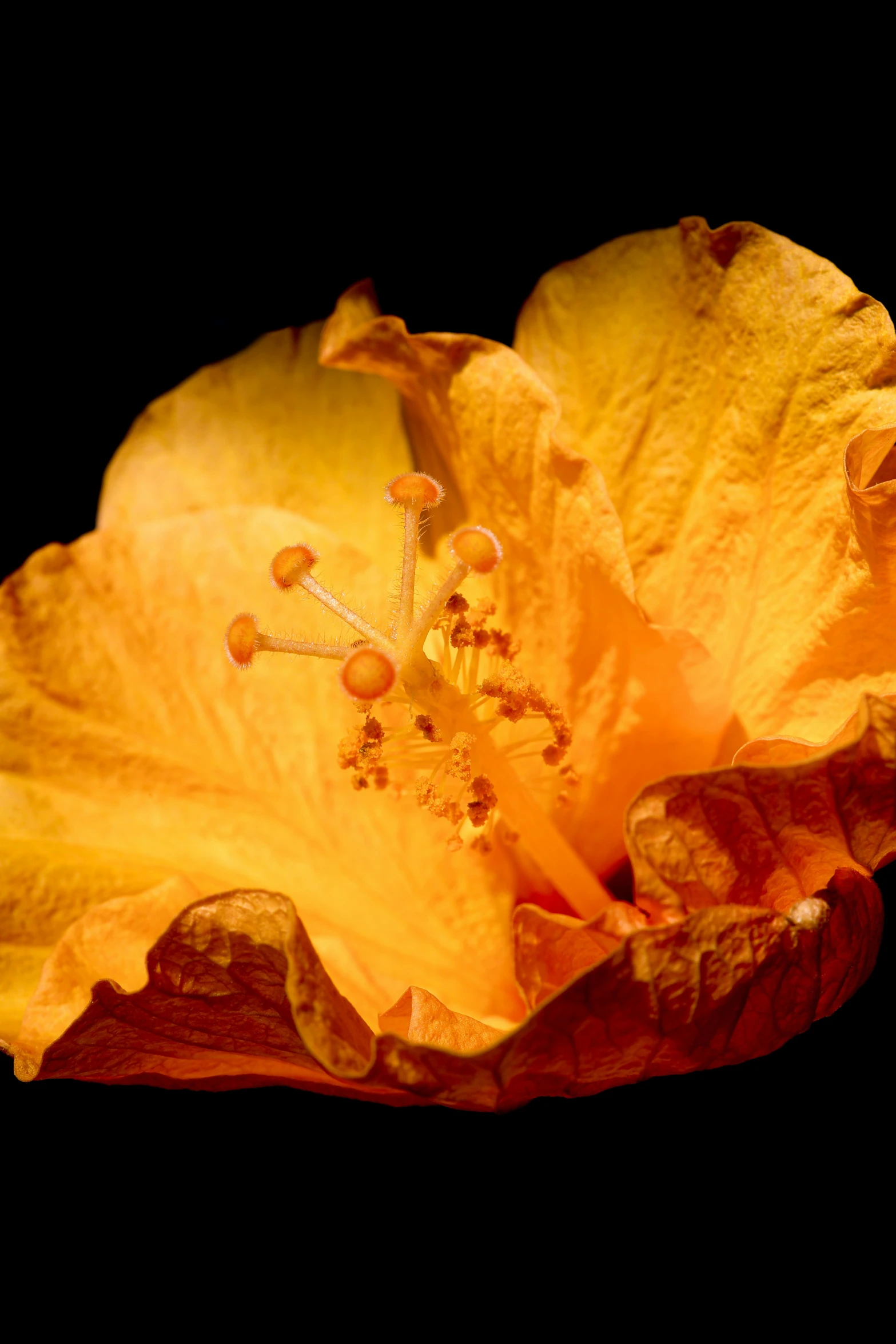 a yellow flower on black background in full bloom