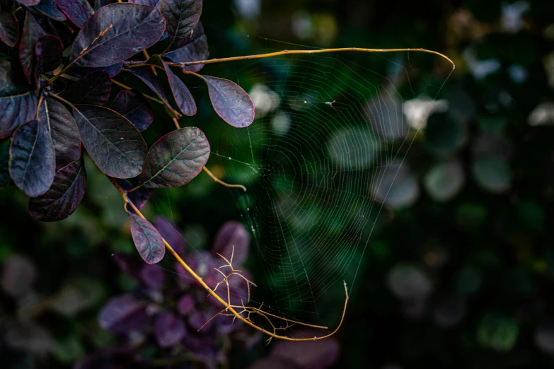 closeup of a green spider web attached to a tree