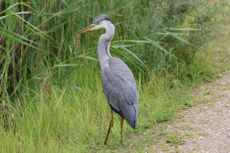 a grey bird standing on the side of a road next to tall grass