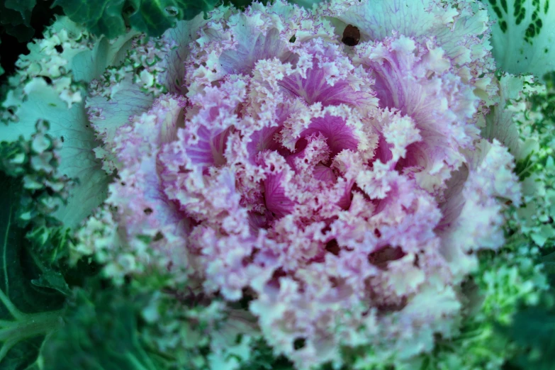 there is an image of this closeup of a pink flower