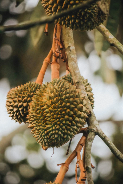 an unripe tree with two fruit heads hanging from it