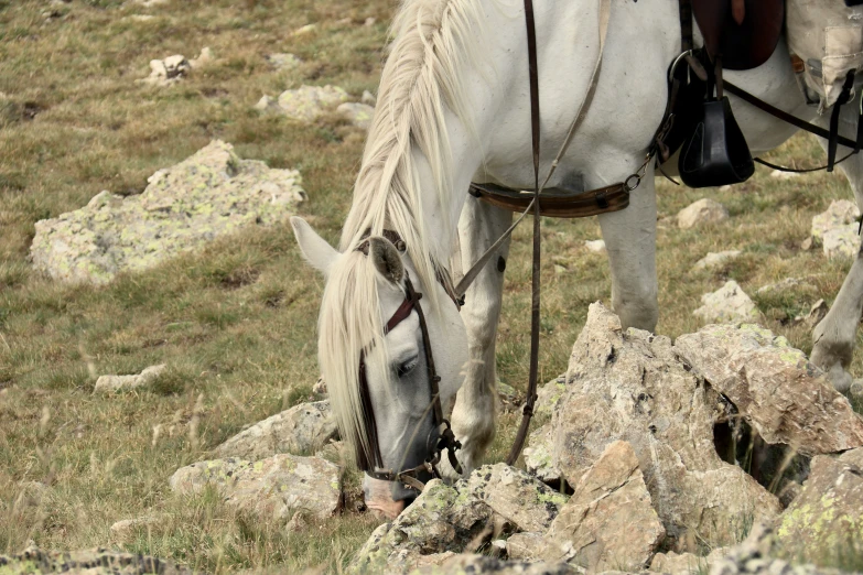 the white horse is eating some rocks and grass