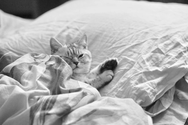 an image of a cat laying down on the bed