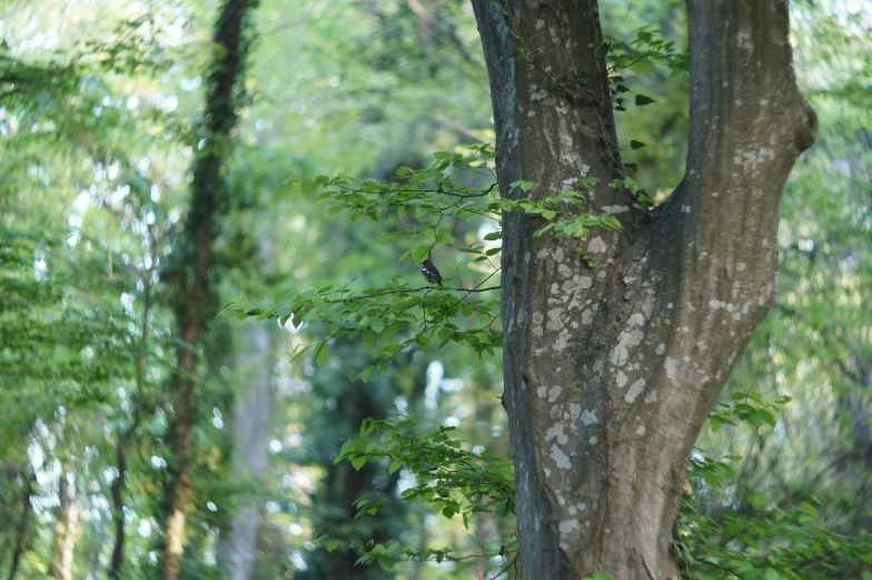 a bird sitting in the middle of a tree