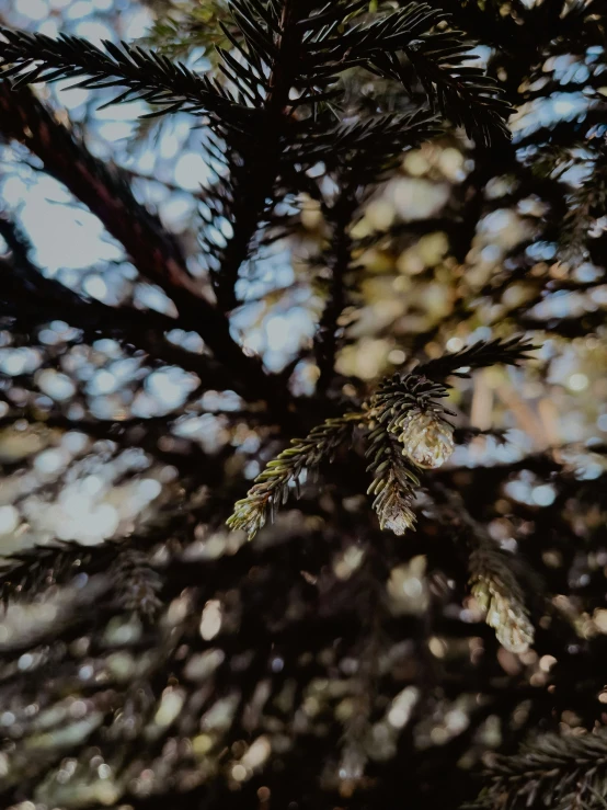 view of nches from the base of a pine tree