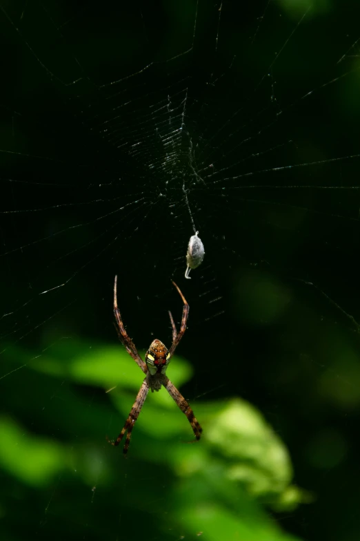 the spider is in it's web eating a small white object