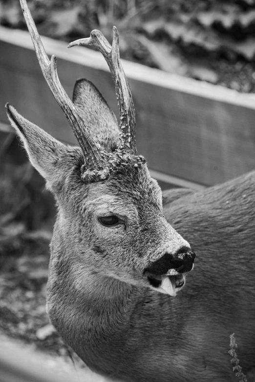 a deer with big horns standing in the dirt