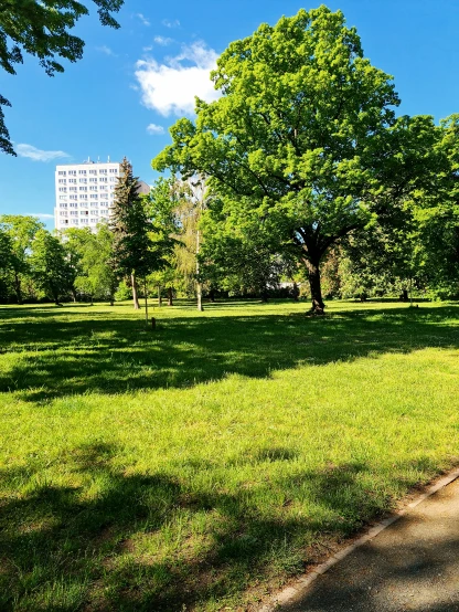 a park with trees and a path in the middle