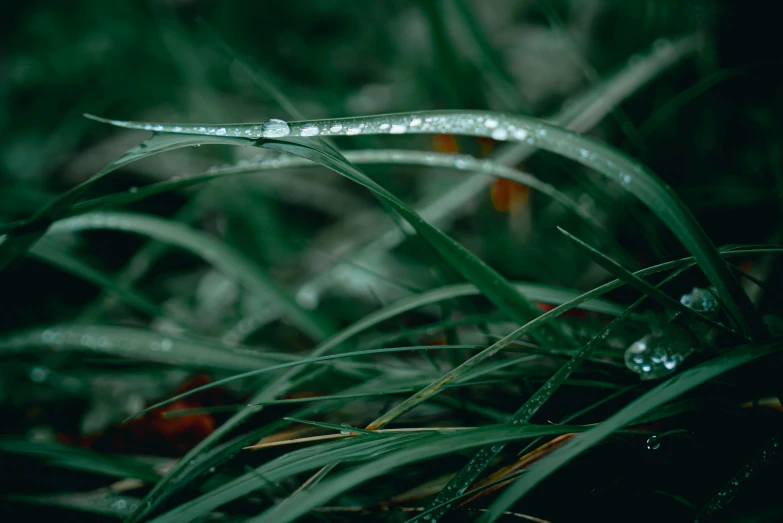 a close up view of some very pretty grass