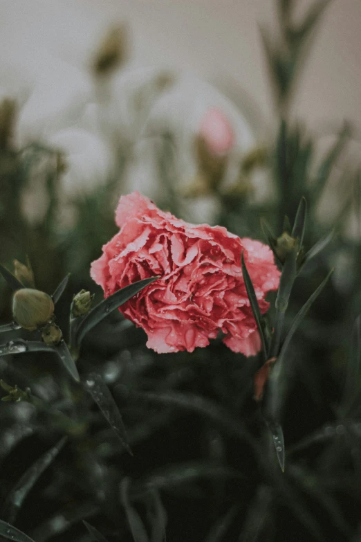 a pink flower sitting in the middle of some grass