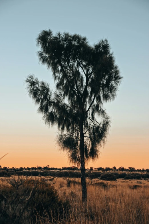 a lone tree and a dry field at sunset