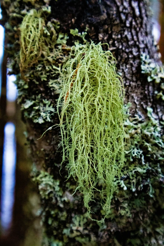 some moss grows on the nch of a tree