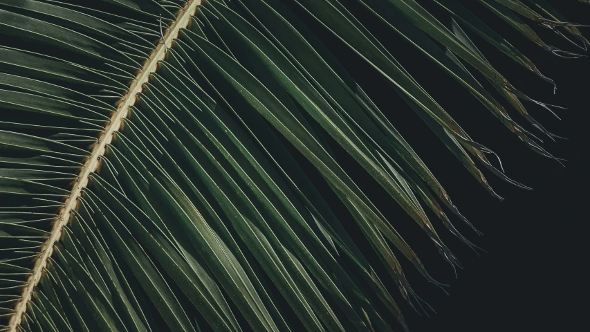 a palm tree's long thin green leaves