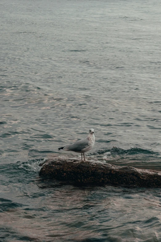 a seagull is sitting on a rock in the ocean