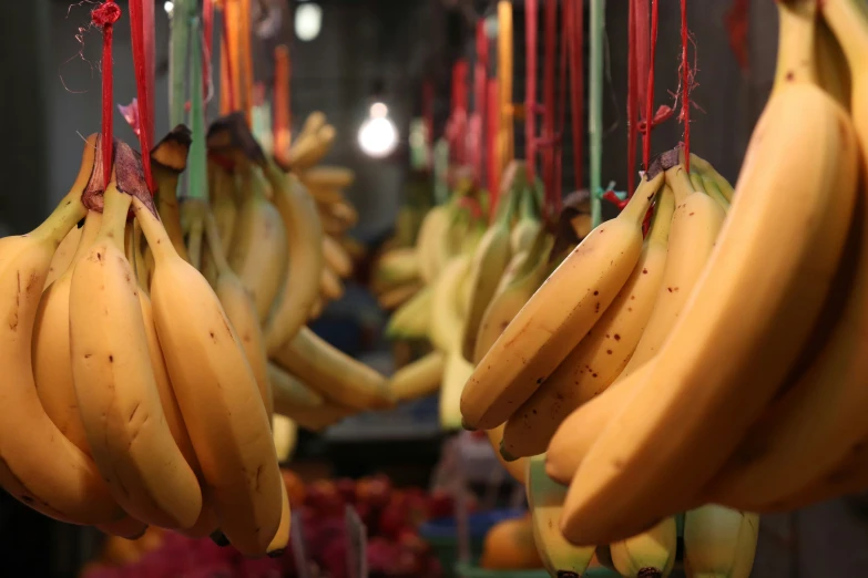 bunches of ripe and unripe bananas are hanging from red bars