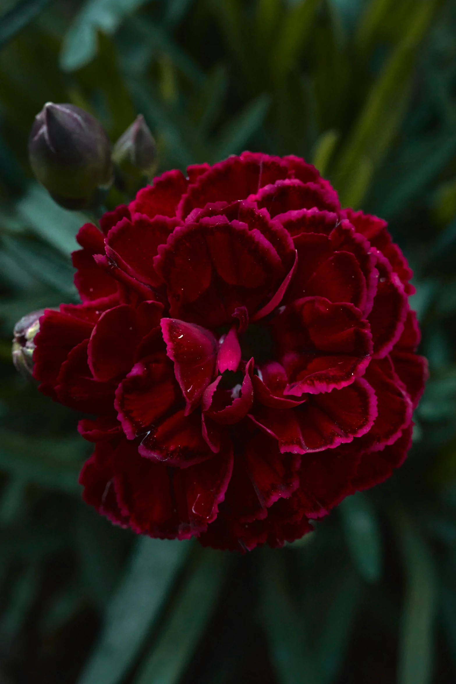 a close up of a flower with leaves