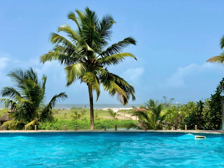 a blue swimming pool with a palm tree on one side