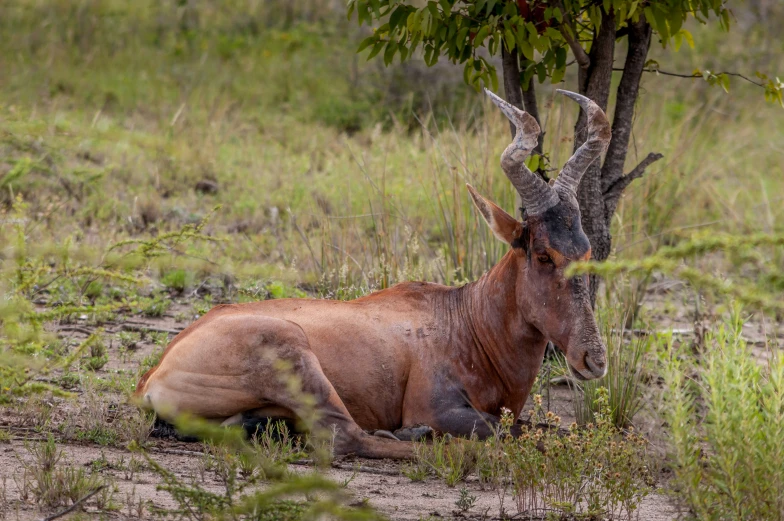 a red cattle laying down on the ground next to trees