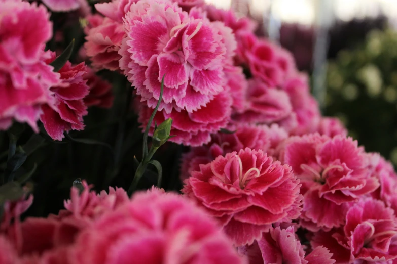 the flowers are blooming from a variety of small pink ones