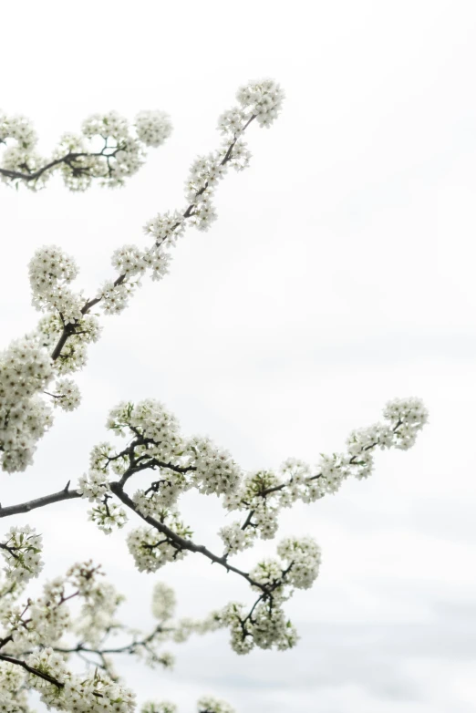 a black and white po of some flowers and sky