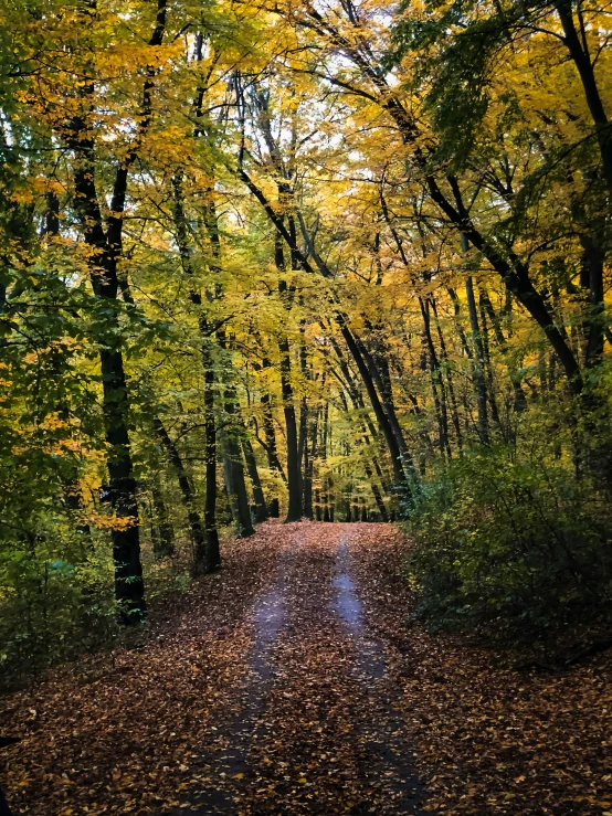 the path in the forest is covered in lots of leaves