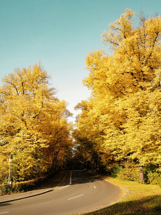 the man is riding down the street next to the trees