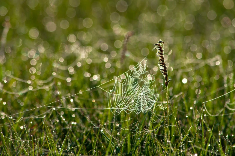 a spider web in the middle of green grass