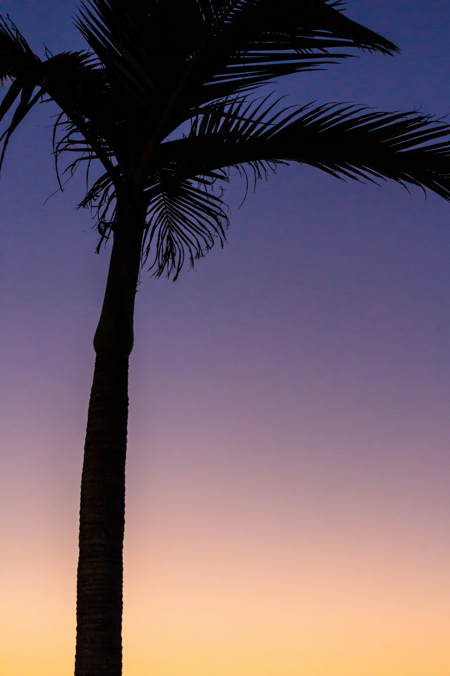 an animal that is standing under a palm tree