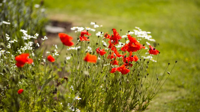 there are red and white flowers in the field