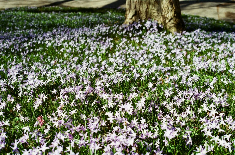 wildflowers are blooming in the field in spring