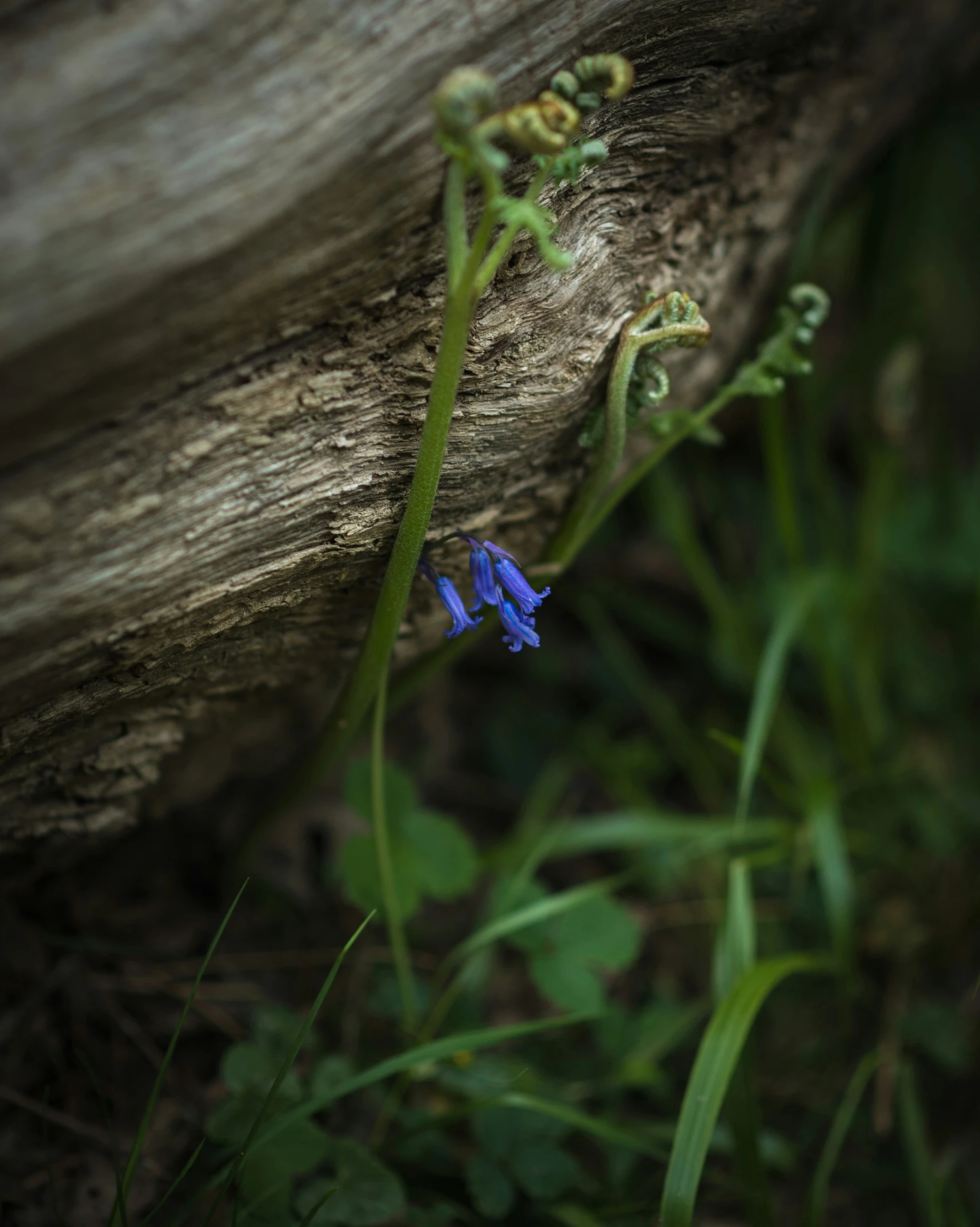 the blue flower is growing out of the grass