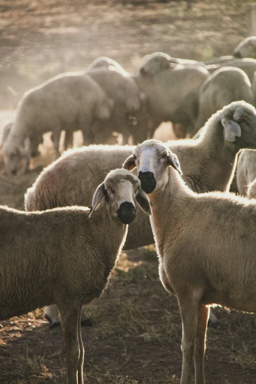 a herd of sheep stand together in the grass