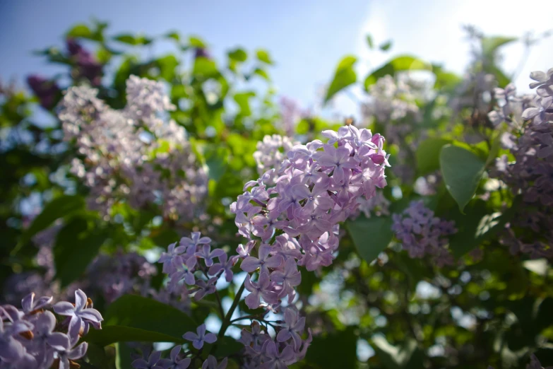 lila flower and leaves are pictured in this image