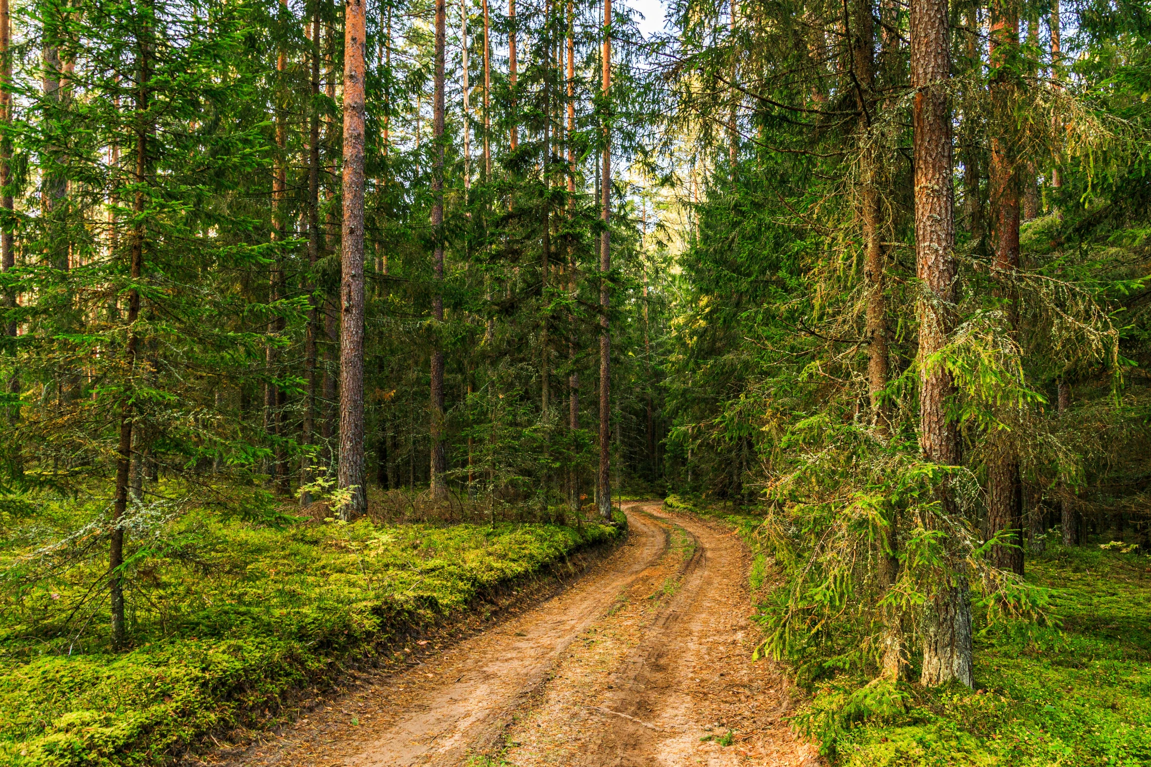 a dirt road is surrounded by some trees