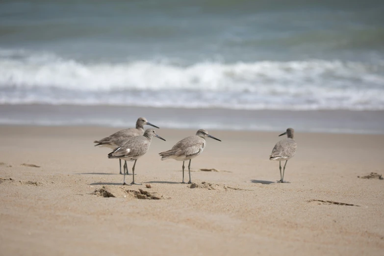 three birds are on the beach near the waves