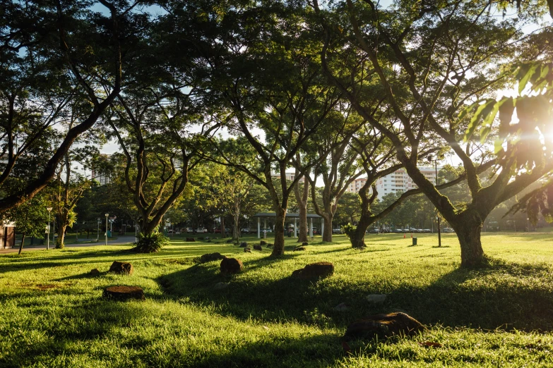 a park with green grass and trees and people