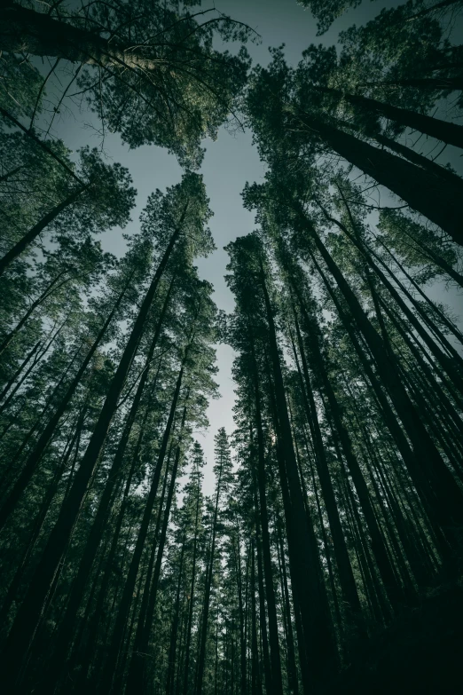 trees with many trunks reaching up into the sky